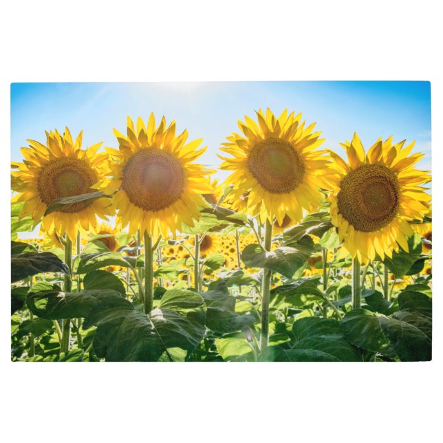 36x24メタルウォールアート メタルプリント (正面)