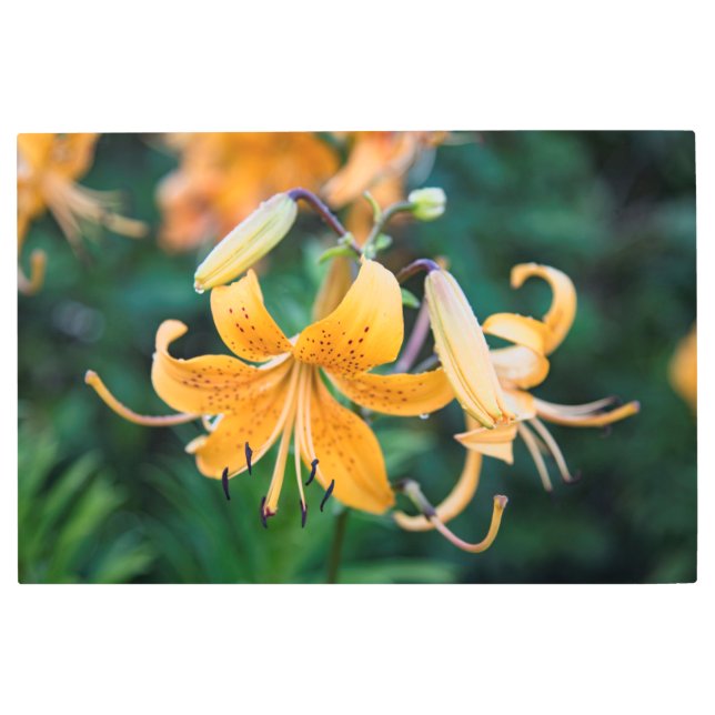 36x24メタルウォールアート メタルプリント (正面)