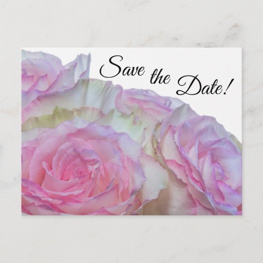 3998 – 白とピンクのバラ ポストカード (正面)