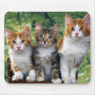 3-cute-kittens-with-nature-backgrounds_jpg マウスパッド