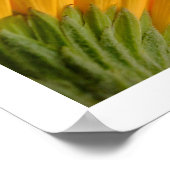 3 Gerberasポスター ポスター (角)