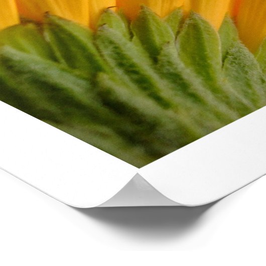 3 Gerberasポスター ポスター (角)