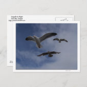 3 Gull ポストカード (正面/裏面)