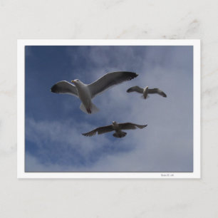 3 Gull ポストカード