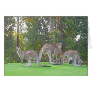 3 roos
