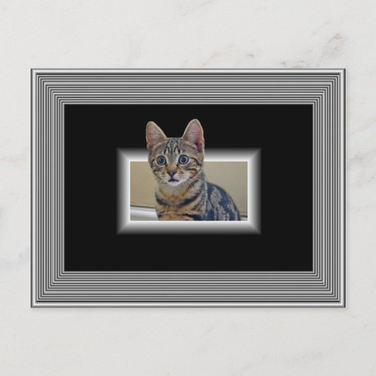 3D子猫葉書 ポストカード (正面)
