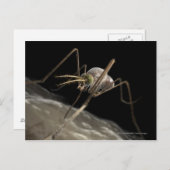 3D拡大映像の蚊が血を吸う瞬間 ポストカード (正面/裏面)