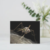 3D拡大映像の蚊が血を吸う瞬間 ポストカード (スタンド正面)