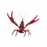 3D Crawfishのオーナメント 写真彫刻オーナメント<br><div class="desc">3D Crawfishのオーナメント</div>