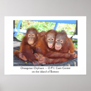 3's Not a Crowd - Orangutanベビー ポスター