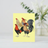 4つのガメコック ポストカード (スタンド正面)