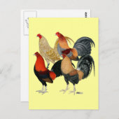 4つのガメコック ポストカード (正面/裏面)