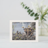 4つのハゲのイーグル一家 ポストカード (スタンド正面)