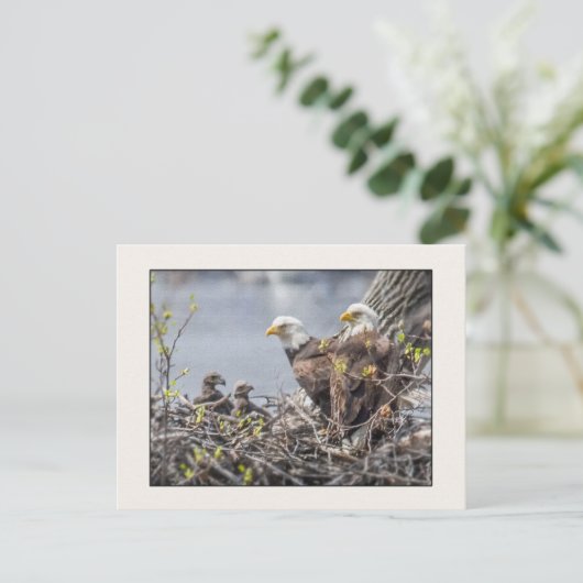 4つのハゲのイーグル一家 ポストカード (スタンド正面)