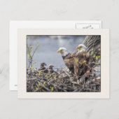 4つのハゲのイーグル一家 ポストカード (正面/裏面)