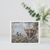 4つのハゲのイーグル一家 ポストカード (スタンド正面)