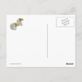 4つのハゲのイーグル一家 ポストカード (裏面)