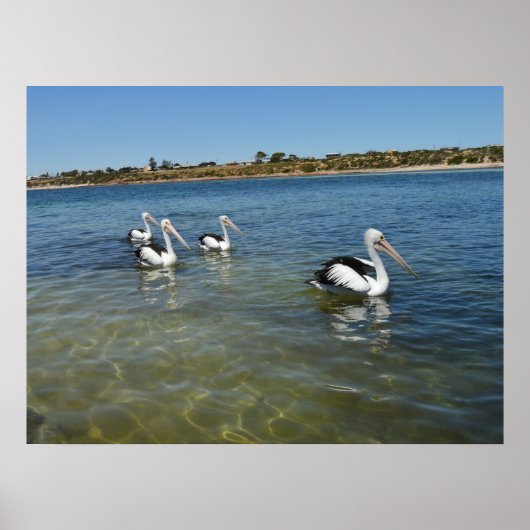 4つのペリカンスイミングオンザシー、壁のポスター ポスター (正面)