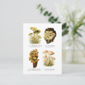 4つの菌類 ポストカード (スタンド正面)