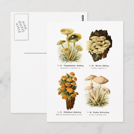 4つの菌類 ポストカード (正面/裏面)