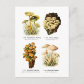 4つの菌類 ポストカード (正面)
