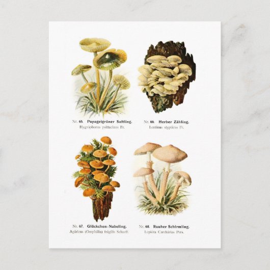 4つの菌類 ポストカード (正面)