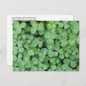 4つの葉のクローバーを見つける ポストカード (正面/裏面)