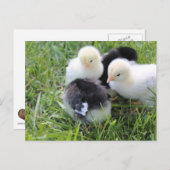 4つの黒と黄色のベビーチキンチキン ポストカード (正面/裏面)