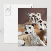 4つのwhippets ポストカード (正面/裏面)