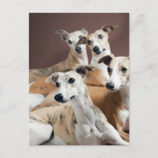 4つのwhippets ポストカード