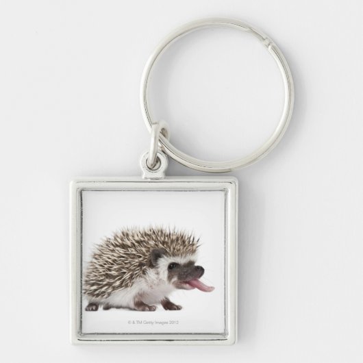 4つま先で触られたハリネズミ- Atelerixのalbiventris キーホルダー (正面)
