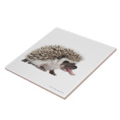 4つま先で触られたハリネズミ- Atelerixのalbiventris タイル (側面)