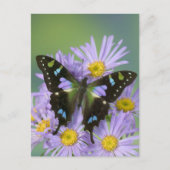 4の蝶のSammamishワシントン州の写真 ポストカード (正面)