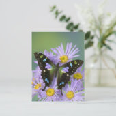 4の蝶のSammamishワシントン州の写真 ポストカード (スタンド正面)