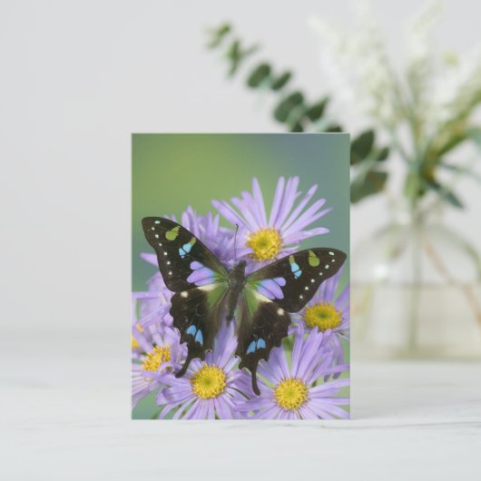 4の蝶のSammamishワシントン州の写真 ポストカード (スタンド正面)