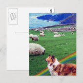4アイルランド沿岸、コリー&ヒツジの群#2 ポストカード (正面/裏面)