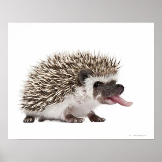 4トエドHedgehog - Atelerix albiventris ポスター (正面)