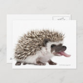 4トエドHedgehog - Atelerix albiventris ポストカード (正面/裏面)