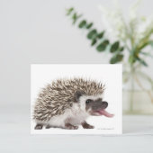 4トエドHedgehog - Atelerix albiventris ポストカード (スタンド正面)