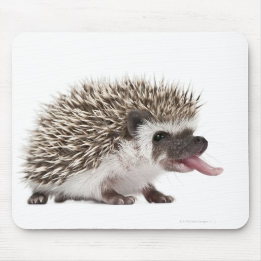 4トエドHedgehog - Atelerix albiventris マウスパッド (正面)