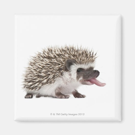 4トエドHedgehog - Atelerix albiventris マグネット (正面)