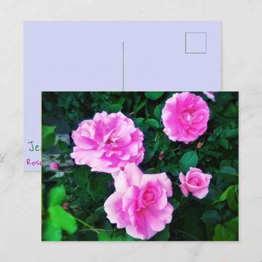 4バラはがき ポストカード (正面/裏面)