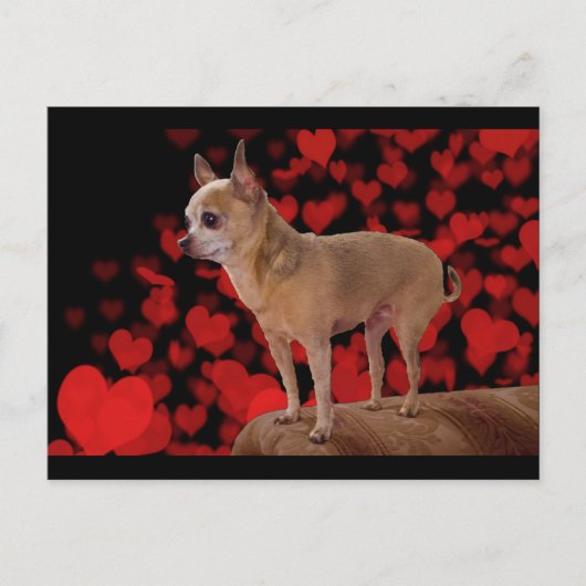 4ポンドの純粋な愛 ポストカード (正面)