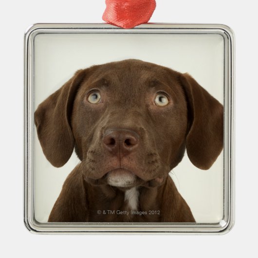 4ヶ月のチョコレート実験室の子犬のポートレート メタルオーナメント (正面)