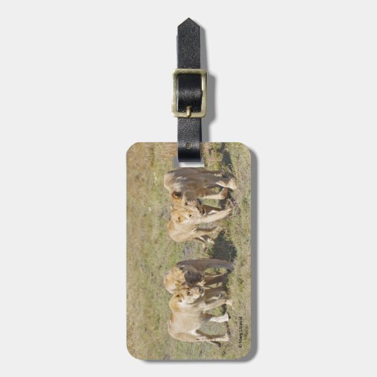 4人の雌 ラゲッジタグ (正面縦)