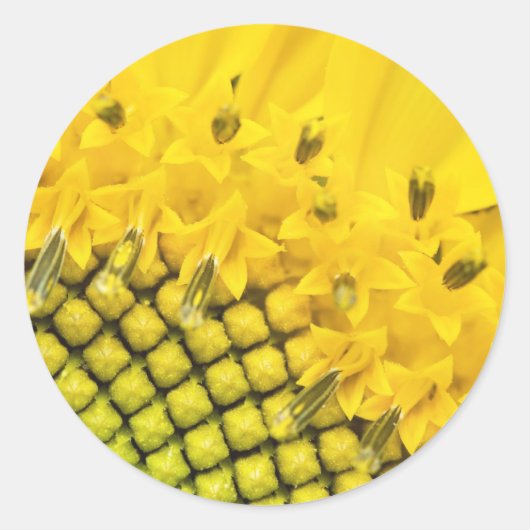 4分の1の太陽 ラウンドシール (正面)