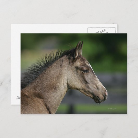 4分の1の馬の前哨戦 ポストカード (正面/裏面)