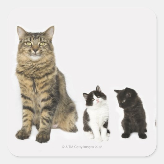 4匹の子猫を抱えた母親 スクエアシール (正面)