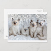 4匹の若いラグドール猫が一列に並んで座っている ポストカード (正面/裏面)