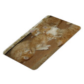 4匹の赤いタビー マグネット (左側)